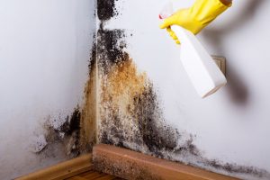 Get Rid of Mold
